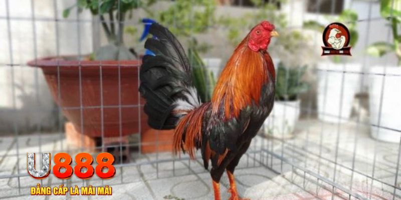 hot51 live game máy bay nổ hũ