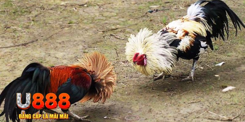 hot51 live game nổ hũ là gì